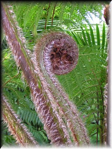 Noosa Tree Fern