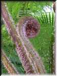Noosa Tree Fern