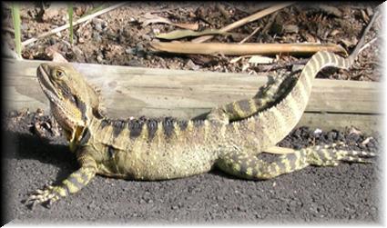 Noosa dragon