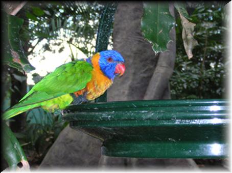 Noosa,  bird sanctuary