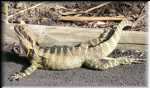 Noosa dragon