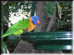 Noosa,  bird sanctuary