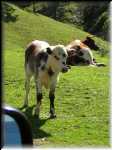 norfolk_13