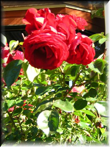 Dublin Bay Rose 1