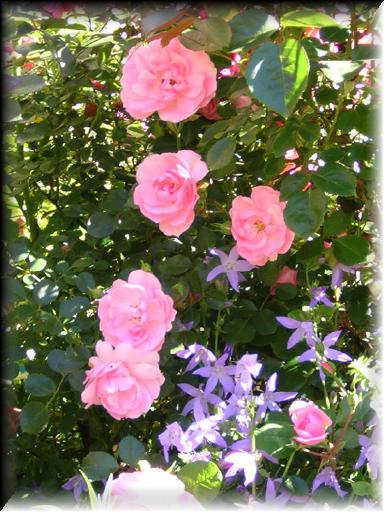 Flowers 2