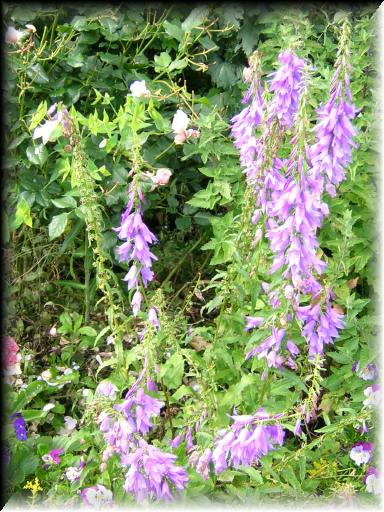 Janet's Garden 1