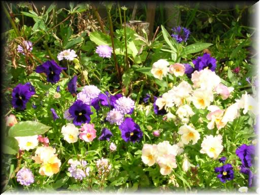 Janet's Garden 10
