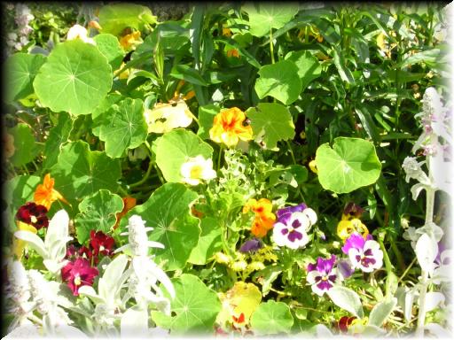 Janet's Garden 7