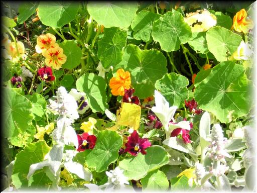 Janet's Garden 8