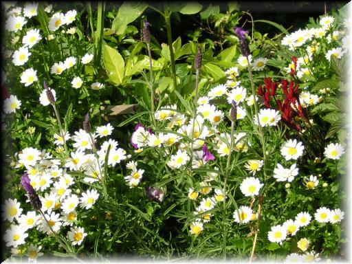 Janet's Garden 9