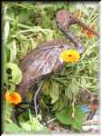 Bird Garden 1