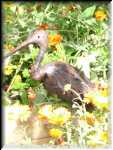 Bird Garden 2