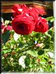 Dublin Bay Rose 1