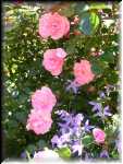 Flowers 2