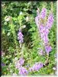 Janet's Garden 1