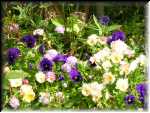 Janet's Garden 10