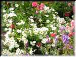 Janet's Garden 4