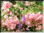 Janet's Garden 5