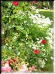 Janet's Garden 6