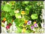 Janet's Garden 7