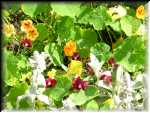 Janet's Garden 8