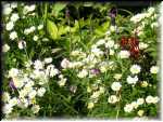 Janet's Garden 9