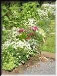 Janet's Herb Garden
